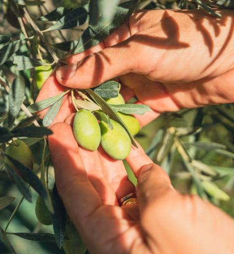 MOULIN A HUILE DE LA RESTANQUE