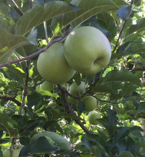 Philippe-Luc-Les-vergers-Luc