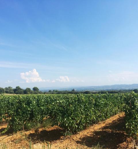 SESQUIERES-VIGNES-BEST