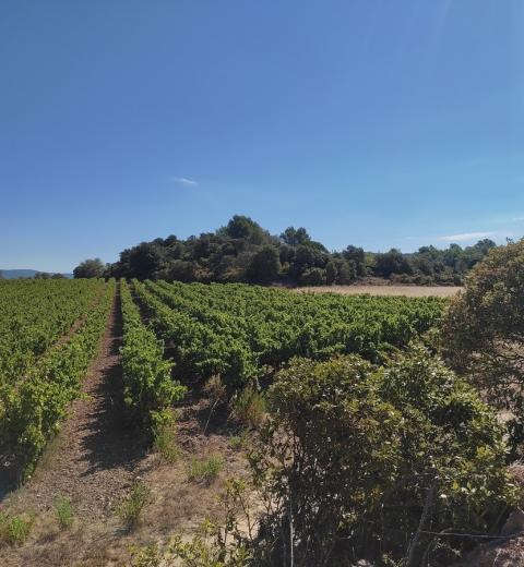 CELLIER DES TROUBADOURS 