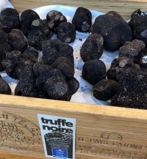 Truffe pays cathare