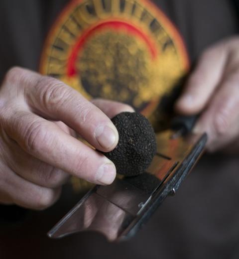 Truffes Pays Cathare