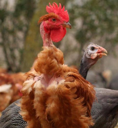 VOLAILLES DU PAYS CATHARE