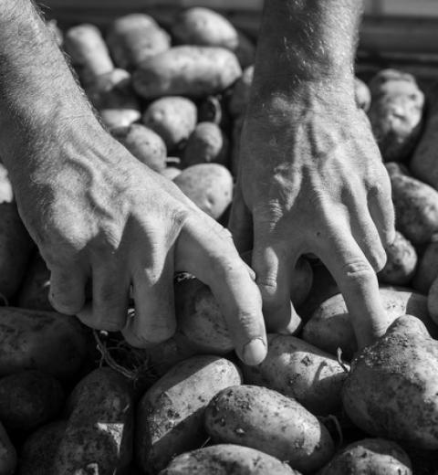 campagne-com-pc-2014-artigues-pomme-de-terre-credit-ludovic-charles-25