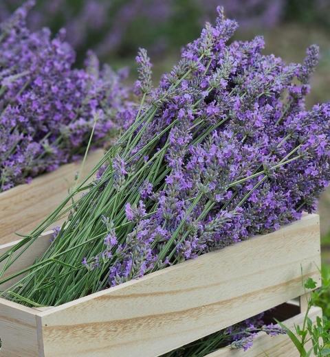 Les Collines de Besplas