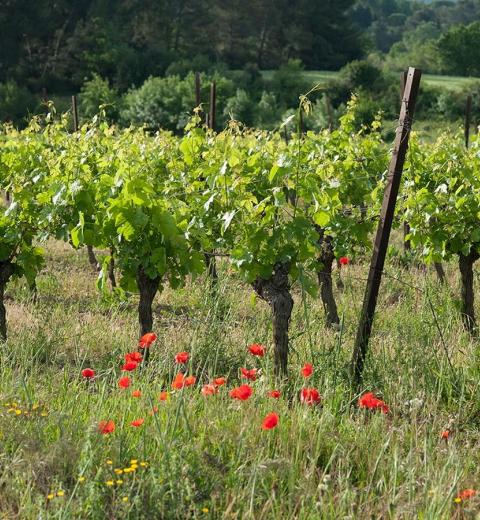 DOMAINE DE LA SAPINIERE