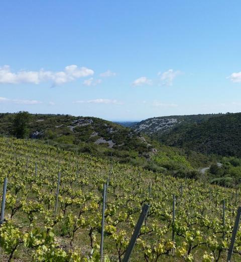 Domaine de Couchalou