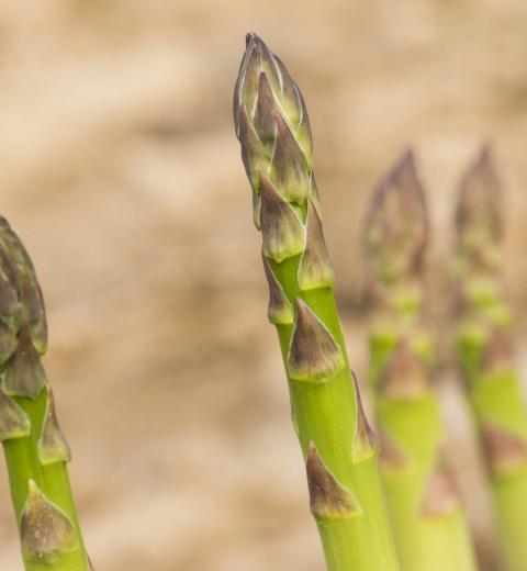Asperges Pays Cathare