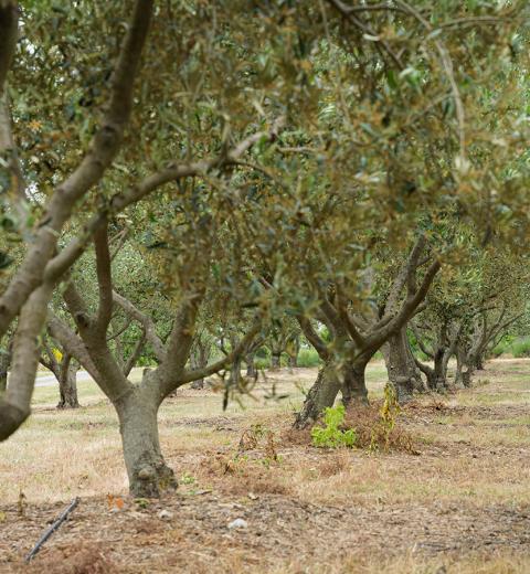 les-oliviers-d'en-bouquié
