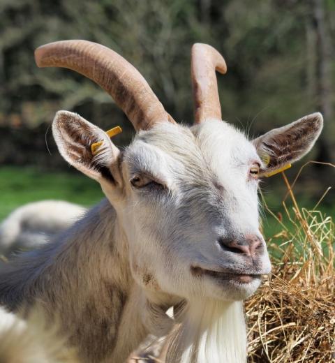 DOMAINE DE SOUSTROBE