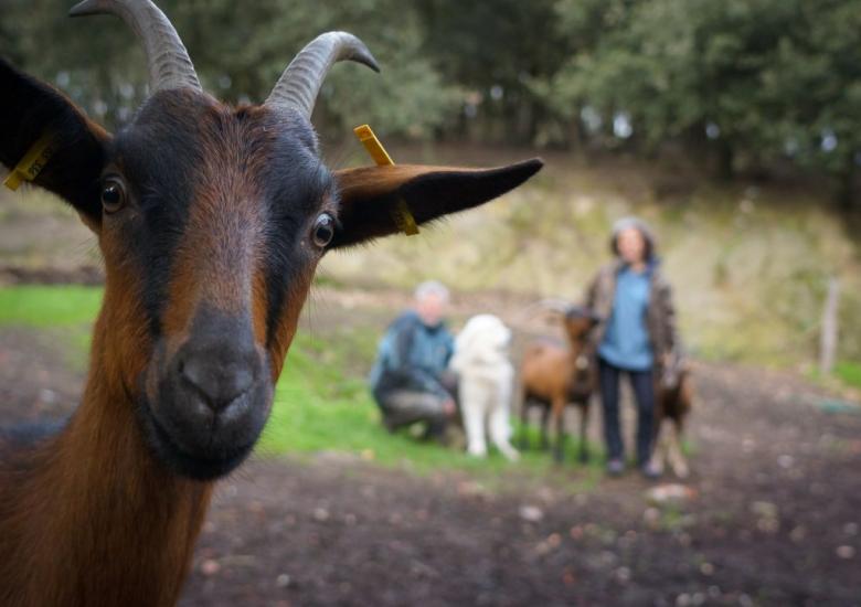 CHEVREAU LARQUE PAYS CATHARE