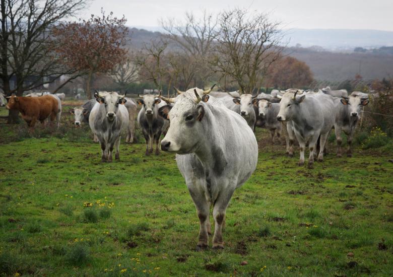 vache gasconne des pyrenees